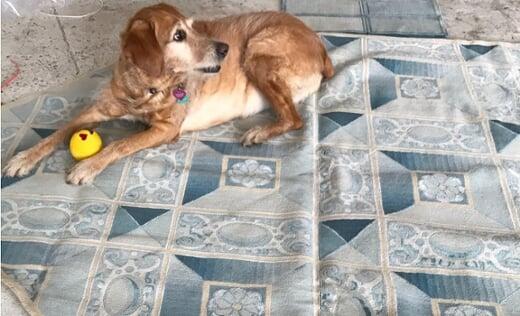 Comfy Rug